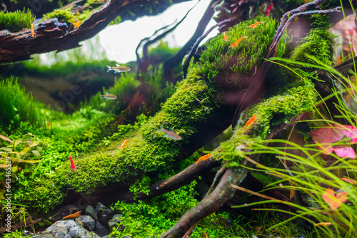 fish tank decoration scenery The underwater plants and trees are beautifully decorated in nature.