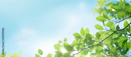 Spring landscape with soft lighting showcasing green leaves and blue sky