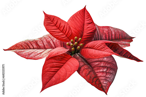 Red and green poinsettia leaves isolated on transparent background - Christmas flower clipart