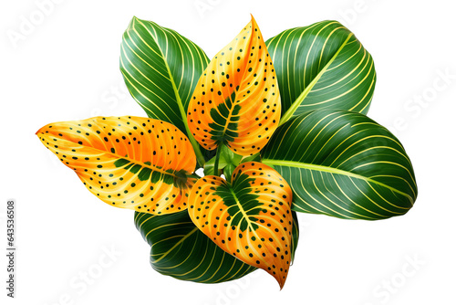 Colorful and variegated leaves of Polka dot plant isolated on transparent background