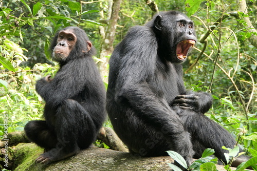 Chimpanzee Family Bonds in Kibale National Park
