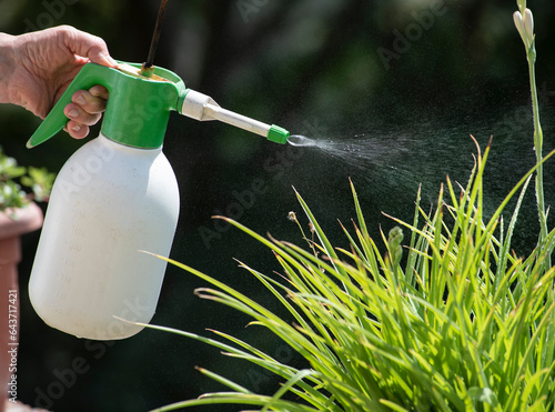 Gardener sprays insecticide on a plant. Garden care.