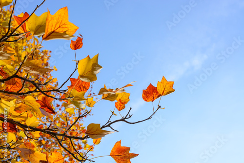 Background with a pair of yellow-orange leaves on a tulip tree branch and blue sky