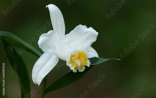 Sobralia chrysostoma Dressler 2001