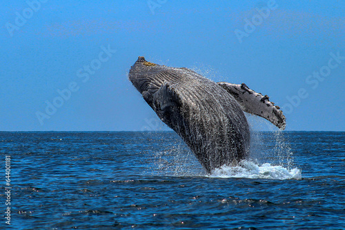 Beautiful humpback whale jumping after emerging from the deep sea and falling into the sea off the Mexican coast of Cabo San Lucas.