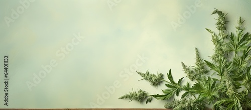 absinthium a type of wormwood isolated pastel background Copy space