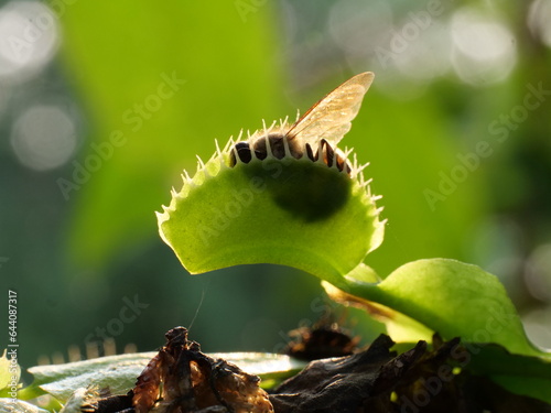 carnivorous plant, tree, insect, Venus flytrap