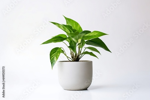 Fresh indoor houseplant with botanical foliage on white background