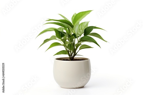 Lush green potted plant isolated on white background.