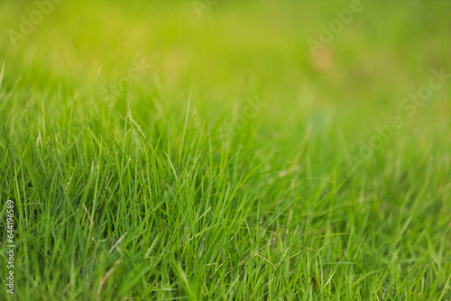 green grass texture.