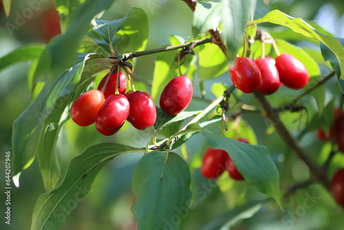 Cornus mas. Red fruit of the cornelian cherry, european cornel or cornelian cherry dogwood.