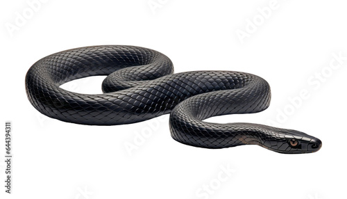 black snake isolated on transparent background cutout