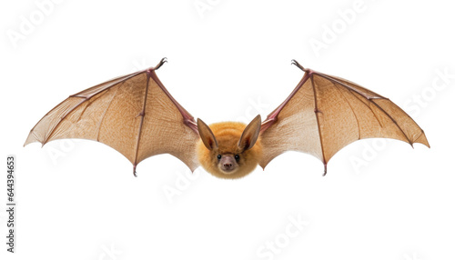 brown bat isolated on transparent background cutout