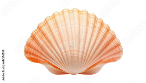 sea shell isolated on transparent background cutout