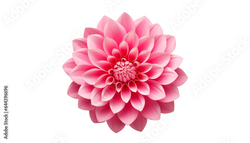 pink flower isolated on transparent background cutout