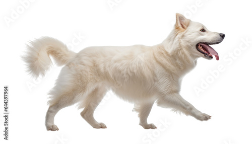 portrait of a walk white dog isolated on transparent background cutout