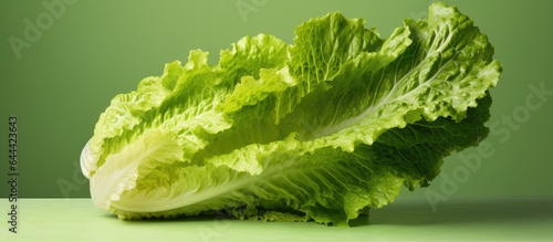 Romaine lettuce on isolated pastel background Copy space