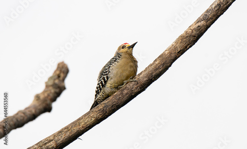 Hoffmann's Woodpecker, Melanerpes hoffmannii