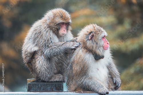  Japanese macaque