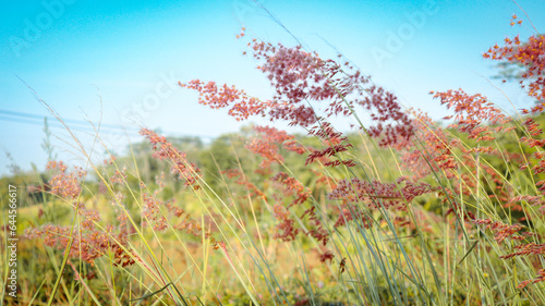 Rose Natal Grass, Melinis Repens
