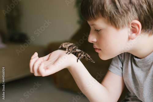 The spider reaches the tentacles to the child's face. Breeding tarantulas. Caring for pets.