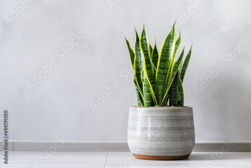 Sansevieria or snake plant in a pot on a gray background with copy space.