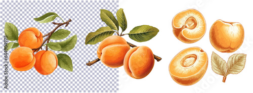 Apricot, cut half with kernel, seed. Apricots with leaf and half apricot realistic fruit set. Vector illustration