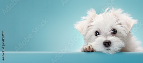 Maltese dog posing in studio cute and white isolated pastel background Copy space