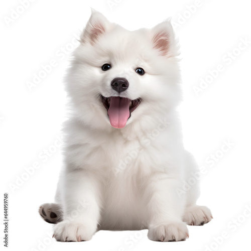 white saomyed puppy isolated 
