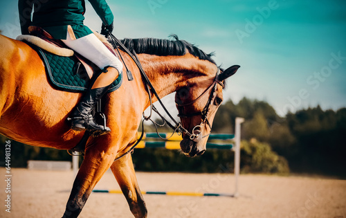 A bay horse with a rider in the saddle is galloping at a show jumping competition on a sunny summer day. The horse riding, equestrian sports, competition and outdoor activities. 