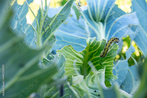 Caterpillar, insect, pest eats the foliage of green cabbage close-up