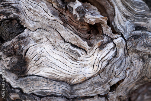 Old broken wood fiber texture. Broken tree trunk wood shrapnel