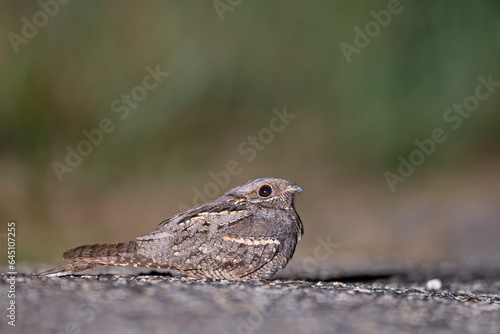 Lelek zwyczajny, lelek kozodój (Caprimulgus europaeus)