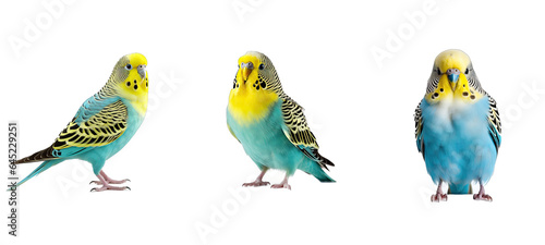budgerigar budgerigars parakeet illustration animal bird, yellow wildlife, green blue budgerigar budgerigars parakeet
