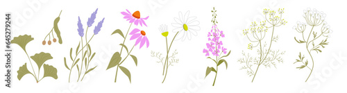 Collection of healing medical herbs gingko, linden tree, lavender, echinacea, chamomile, willow herb, fennel, anise. Coloured flat vector illustration.