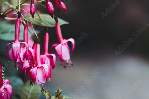 Fleurs rose violette fuchsia de magellan