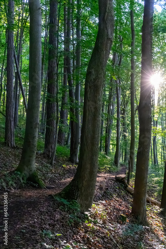 A forest path in the late afternoon sunlight, near the city of Jena, thuringia