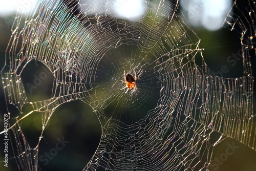 Kleine Spinne im Netz im Gegenlicht