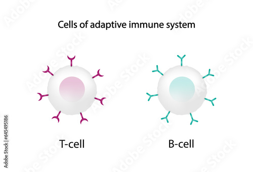 Cells of adaptive immune system. T- lymphocyte and B-lymphocyte. Vector illustration.