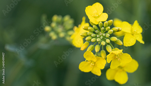 Blossoming Beauty: Rapeseed in Exquisite Macro Detail