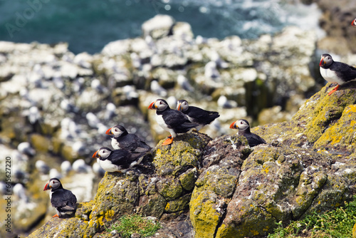 Puffin Ensemble: Magnificent Seven on a Coastal Rock - Isle of May
