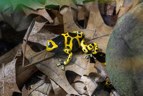 Yellow-banded poison dart frog or yellow-headed poison dart frog (Dendrobates leucomelas). Tropical frog living in South America.
