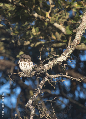 View of a pearl spotted owlet on tree
