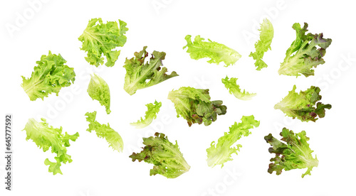 Fresh green red lettuce leaves isolated on transparent background. PNG