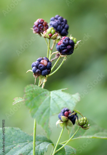 Berries ripen on a branch of common blackberry (Rubus caesius).