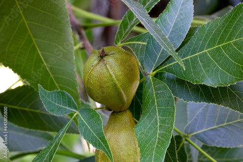 Pignut Hickory 01