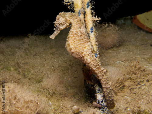 Pregnant seahorse attached to a rope underwater