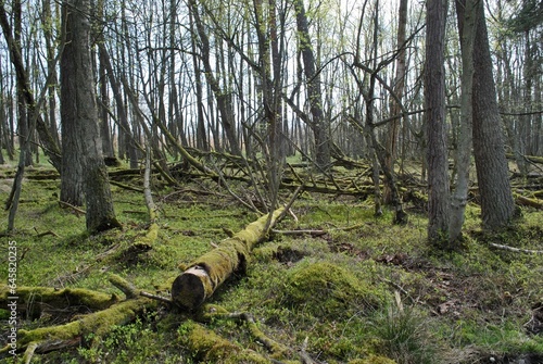 Dziki las w pobliżu ruchomych wydm w Łebie.