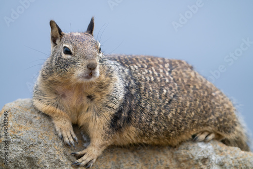 Close up of ground squirrel in Morro Bay, California.