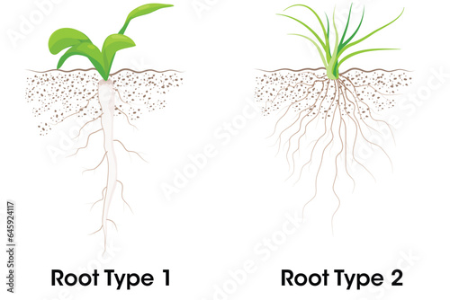 Two Types of root systems taproot and fibrous 